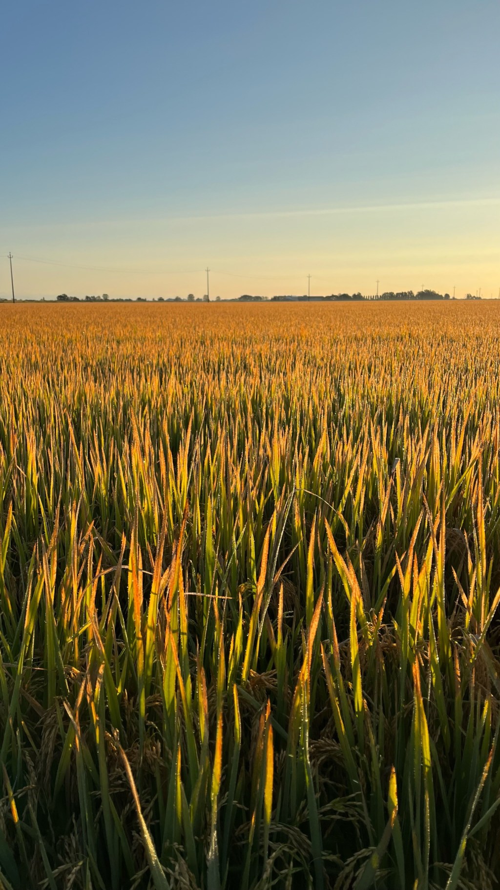 Day 52: Santhia to&nbsp;Vercelli